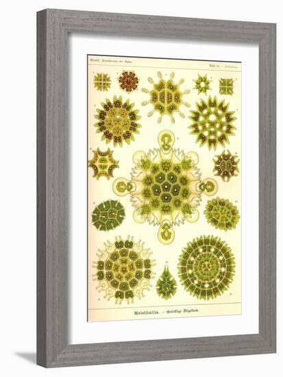 Green Algae-Ernst Haeckel-Framed Art Print