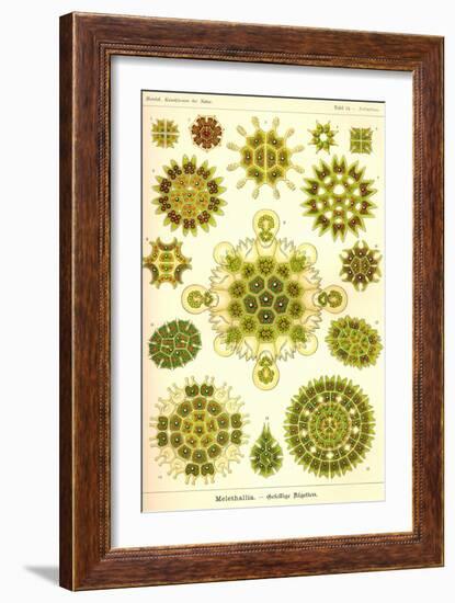 Green Algae-Ernst Haeckel-Framed Art Print