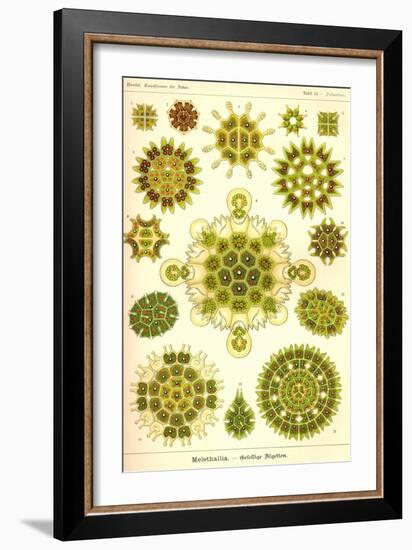 Green Algae-Ernst Haeckel-Framed Art Print