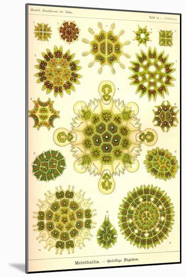 Green Algae-Ernst Haeckel-Mounted Art Print