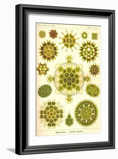 Green Algae-Ernst Haeckel-Framed Art Print