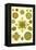 Green Algae-Ernst Haeckel-Framed Stretched Canvas