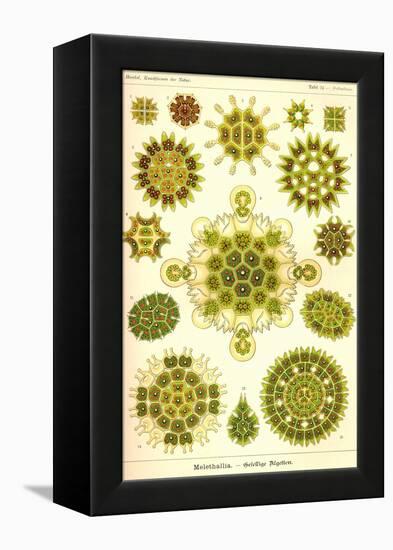 Green Algae-Ernst Haeckel-Framed Stretched Canvas