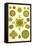 Green Algae-Ernst Haeckel-Framed Stretched Canvas