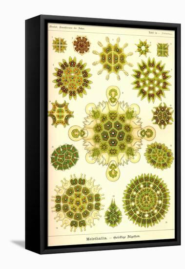 Green Algae-Ernst Haeckel-Framed Stretched Canvas