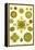Green Algae-Ernst Haeckel-Framed Stretched Canvas