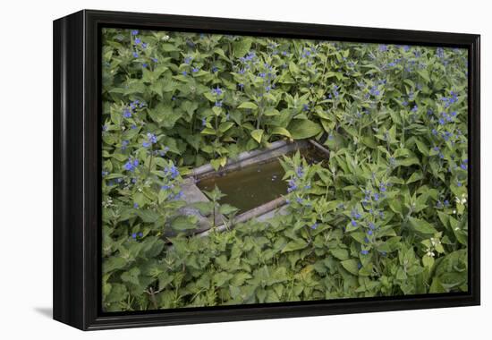 Green Alkanet (Pentaglottis Sempervirens) with Nettle Growing around an Old Cattle Trough, Surrey-Adrian Davies-Framed Premier Image Canvas