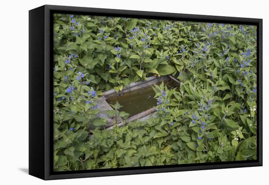 Green Alkanet (Pentaglottis Sempervirens) with Nettle Growing around an Old Cattle Trough, Surrey-Adrian Davies-Framed Premier Image Canvas