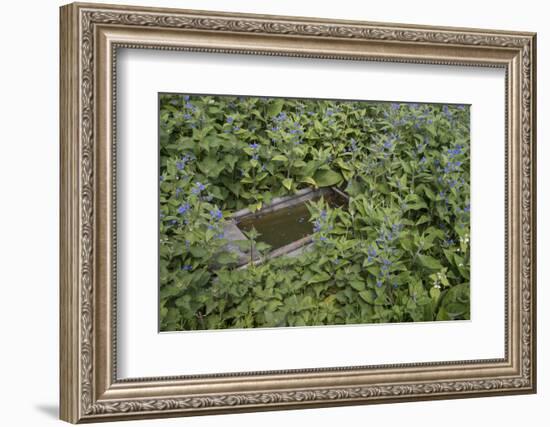 Green Alkanet (Pentaglottis Sempervirens) with Nettle Growing around an Old Cattle Trough, Surrey-Adrian Davies-Framed Photographic Print