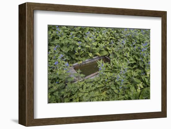 Green Alkanet (Pentaglottis Sempervirens) with Nettle Growing around an Old Cattle Trough, Surrey-Adrian Davies-Framed Photographic Print