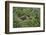 Green Alkanet (Pentaglottis Sempervirens) with Nettle Growing around an Old Cattle Trough, Surrey-Adrian Davies-Framed Photographic Print