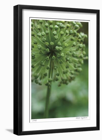 Green Allium-Stacy Bass-Framed Giclee Print