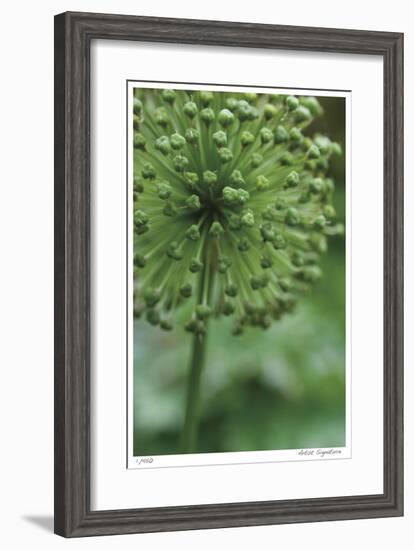 Green Allium-Stacy Bass-Framed Giclee Print