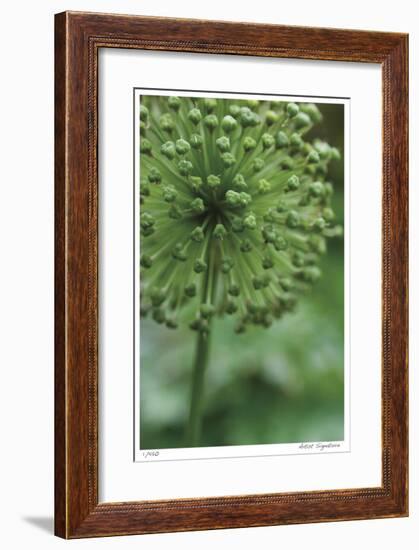 Green Allium-Stacy Bass-Framed Giclee Print