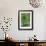 Green Allium-Stacy Bass-Framed Giclee Print displayed on a wall