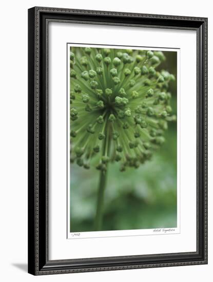 Green Allium-Stacy Bass-Framed Giclee Print