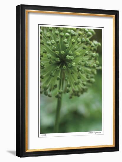 Green Allium-Stacy Bass-Framed Giclee Print