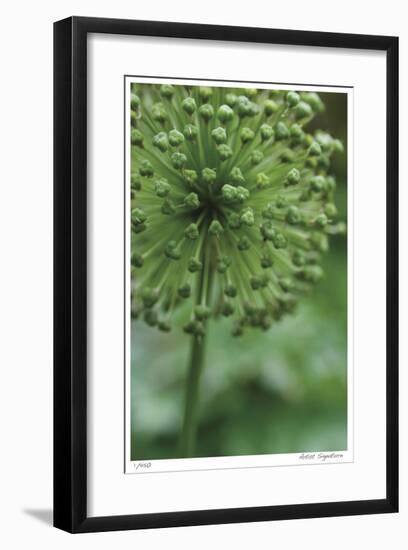 Green Allium-Stacy Bass-Framed Giclee Print