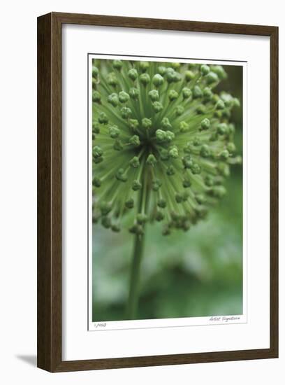Green Allium-Stacy Bass-Framed Giclee Print