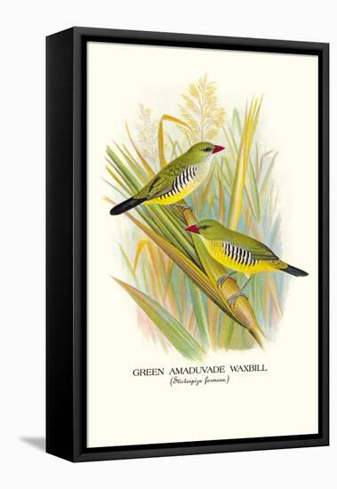 Green Amaduvade Waxbill-Arthur G. Butler-Framed Stretched Canvas