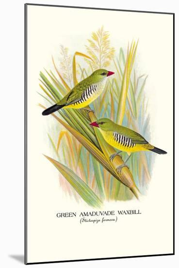 Green Amaduvade Waxbill-Arthur G. Butler-Mounted Art Print