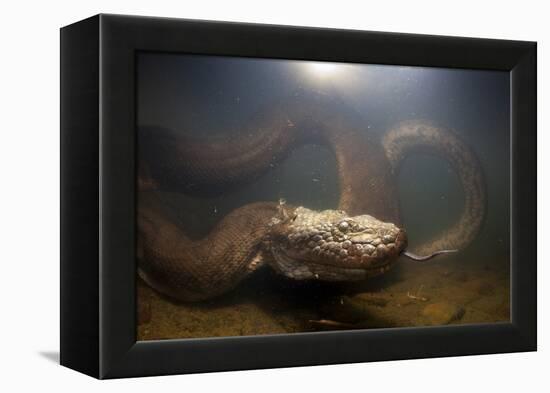 Green Anaconda (Eunectes Murinus) Underwater, Flicking Tongue, Formoso River-Franco Banfi-Framed Premier Image Canvas
