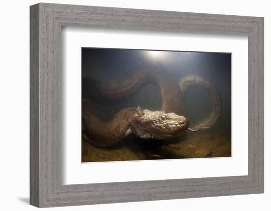 Green Anaconda (Eunectes Murinus) Underwater, Flicking Tongue, Formoso River-Franco Banfi-Framed Photographic Print
