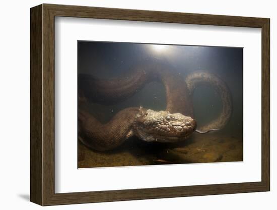 Green Anaconda (Eunectes Murinus) Underwater, Flicking Tongue, Formoso River-Franco Banfi-Framed Photographic Print