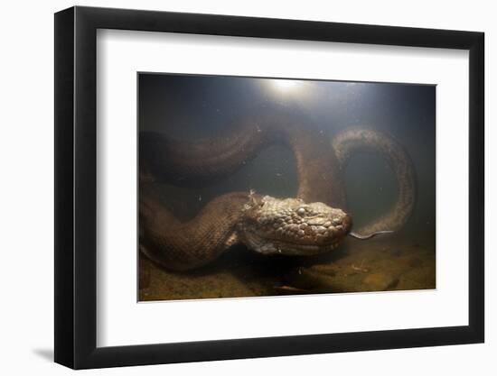 Green Anaconda (Eunectes Murinus) Underwater, Flicking Tongue, Formoso River-Franco Banfi-Framed Photographic Print