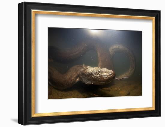 Green Anaconda (Eunectes Murinus) Underwater, Flicking Tongue, Formoso River-Franco Banfi-Framed Photographic Print