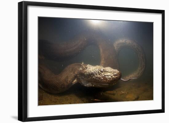 Green Anaconda (Eunectes Murinus) Underwater, Flicking Tongue, Formoso River-Franco Banfi-Framed Photographic Print