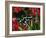 Green and Black Dart Frog, Costa Rica-Adam Jones-Framed Photographic Print