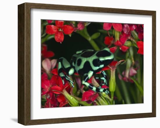 Green and Black Dart Frog, Costa Rica-Adam Jones-Framed Photographic Print