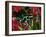 Green and Black Dart Frog, Costa Rica-Adam Jones-Framed Photographic Print