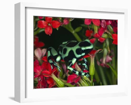 Green and Black Dart Frog, Costa Rica-Adam Jones-Framed Photographic Print