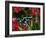 Green and Black Dart Frog, Costa Rica-Adam Jones-Framed Photographic Print