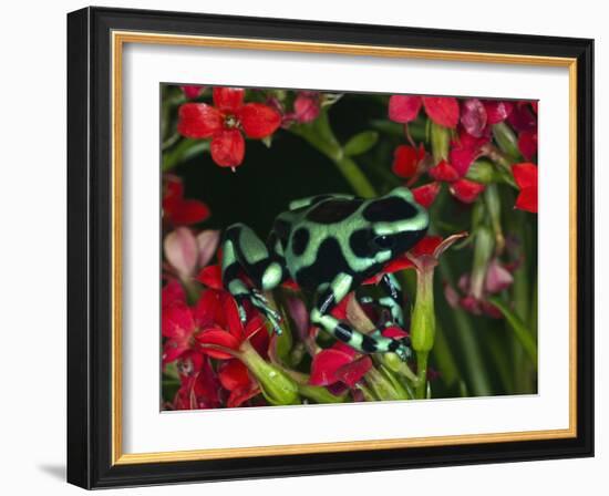Green and Black Dart Frog, Costa Rica-Adam Jones-Framed Photographic Print