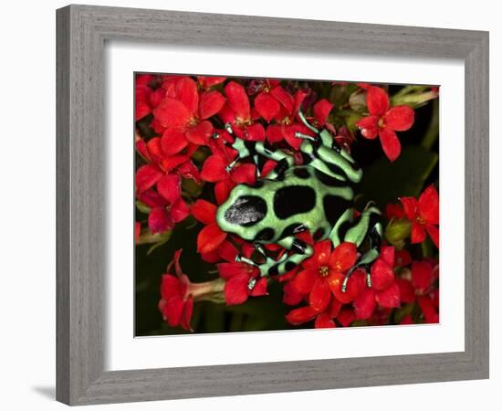 Green and Black Dart Frog, Costa Rica-Adam Jones-Framed Photographic Print