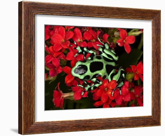 Green and Black Dart Frog, Costa Rica-Adam Jones-Framed Photographic Print