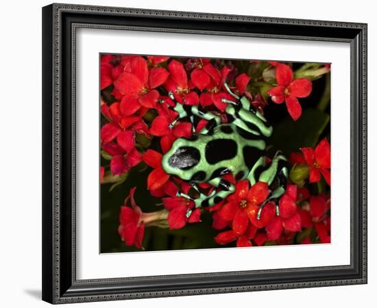 Green and Black Dart Frog, Costa Rica-Adam Jones-Framed Photographic Print