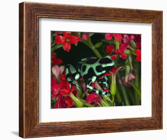 Green and Black Dart Frog, Costa Rica-Adam Jones-Framed Photographic Print