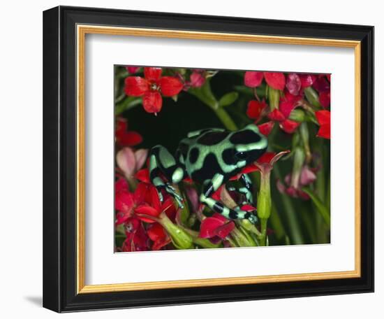 Green and Black Dart Frog, Costa Rica-Adam Jones-Framed Photographic Print