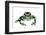 Green And Black Poison Frog (Dendrobates Auratus) Isla Pastores-Jp Lawrence-Framed Photographic Print