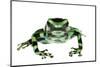 Green And Black Poison Frog (Dendrobates Auratus) Isla Pastores-Jp Lawrence-Mounted Photographic Print