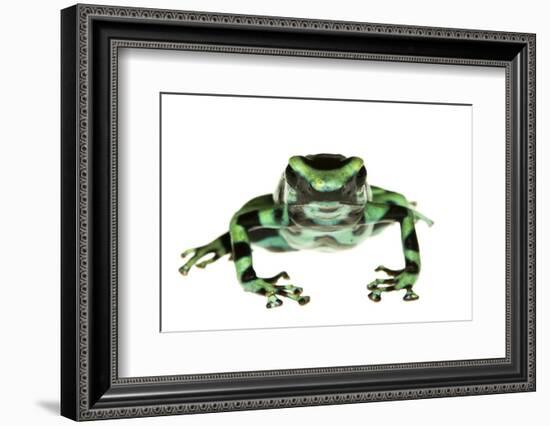 Green And Black Poison Frog (Dendrobates Auratus) Isla Pastores-Jp Lawrence-Framed Photographic Print