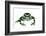 Green And Black Poison Frog (Dendrobates Auratus) Isla Pastores-Jp Lawrence-Framed Photographic Print