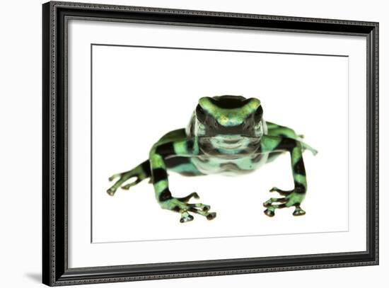 Green And Black Poison Frog (Dendrobates Auratus) Isla Pastores-Jp Lawrence-Framed Photographic Print