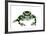 Green And Black Poison Frog (Dendrobates Auratus) Isla Pastores-Jp Lawrence-Framed Photographic Print