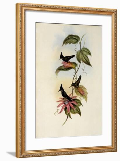 Green and Blue Crest, Orthorhynchus Ornatus-John Gould-Framed Giclee Print