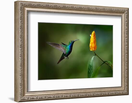 Green and Blue Hummingbird Black-Throated Mango, Anthracothorax Nigricollis, Flying next to Beautif-Ondrej Prosicky-Framed Photographic Print